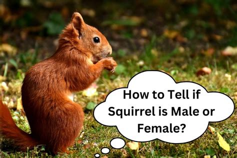 How do I know if a squirrel is in pain?