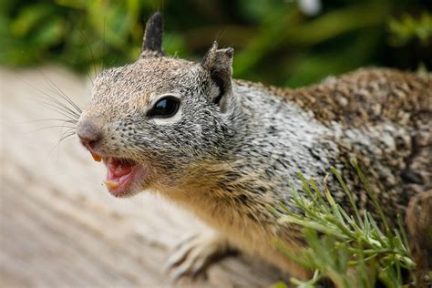 How do I know if a squirrel is rabid?
