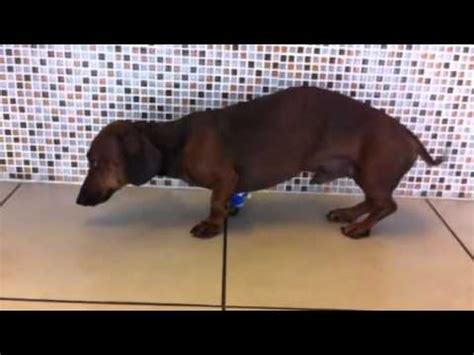 How do I know if my Dachshund has a slipped disc?