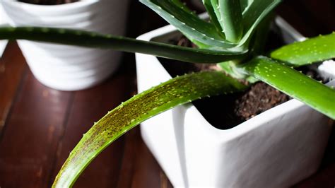 How do I know if my aloe vera is getting enough sun?