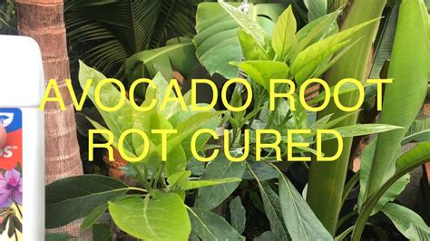 How do I know if my avocado tree has root rot?