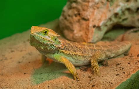 How do I know if my bearded dragon gave me Salmonella?