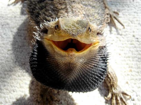 How do I know if my bearded dragon is unhappy?