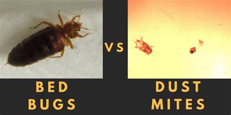 How do I know if my bed has mites?