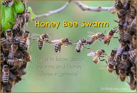 How do I know if my bees have swarmed?