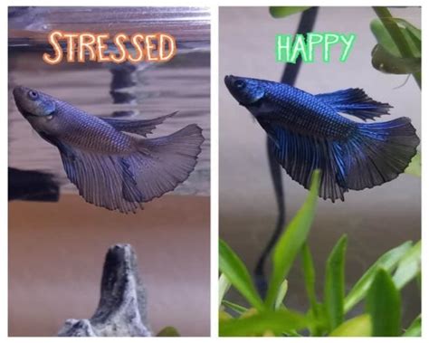 How do I know if my betta fish is sad?