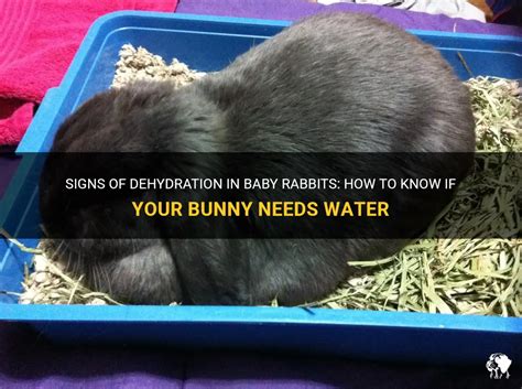 How do I know if my bunny is dehydrated?