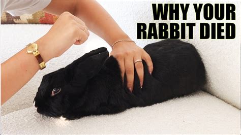 How do I know if my bunny is dying?
