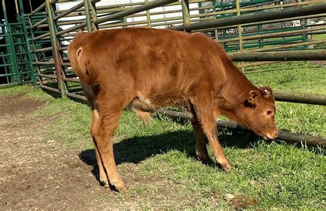 How do I know if my calf is a bull or heifer?