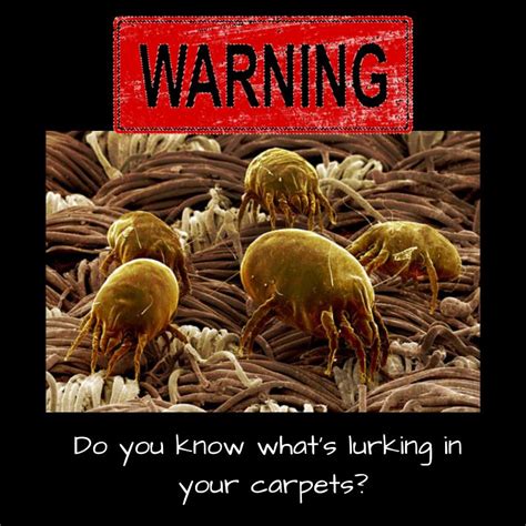 How do I know if my carpet has dust mites?