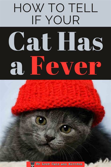 How do I know if my cat has a fever?