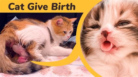 How do I know if my cat is OK after giving birth?