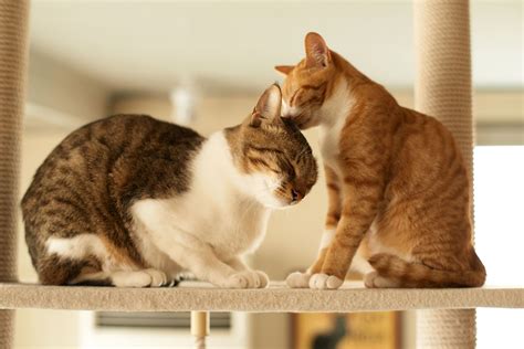 How do I know if my cat is accepting new kitten?