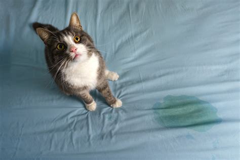 How do I know if my cat needs to pee?