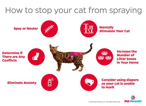 How do I know if my cat will spray?