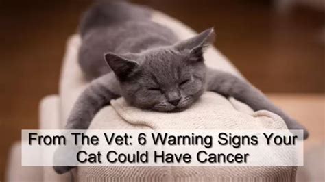 How do I know if my cat with cancer is suffering?