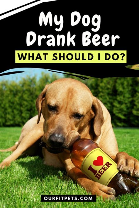 How do I know if my dog drank beer?