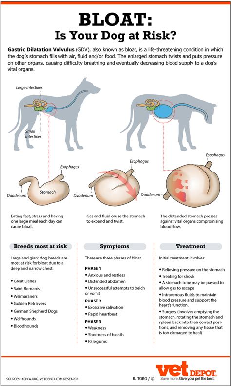 How do I know if my dog had GDV?