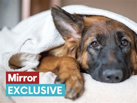 How do I know if my dog has hypothermia?