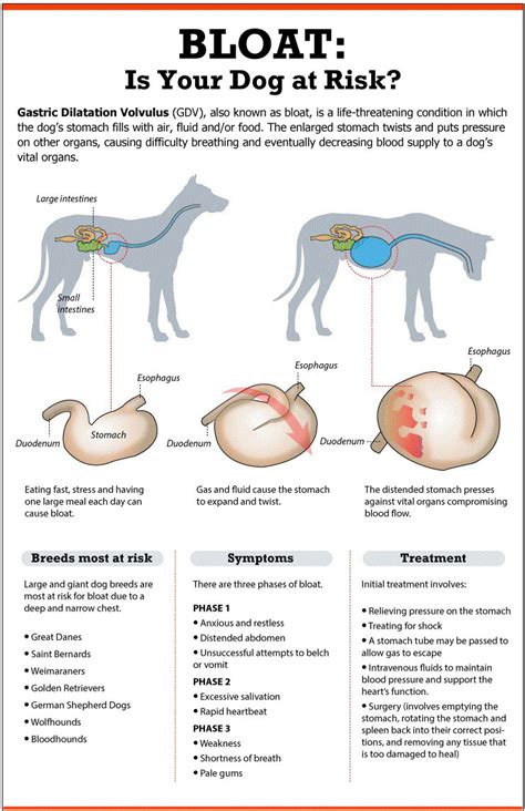 How do I know if my dog is bloated?