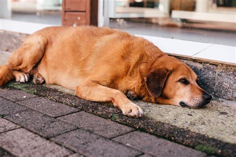 How do I know if my dog is hurt internally?