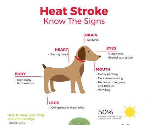 How do I know if my dog is overheating?