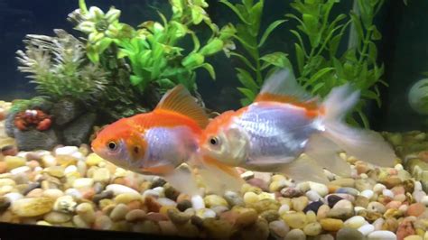 How do I know if my goldfish are mating?