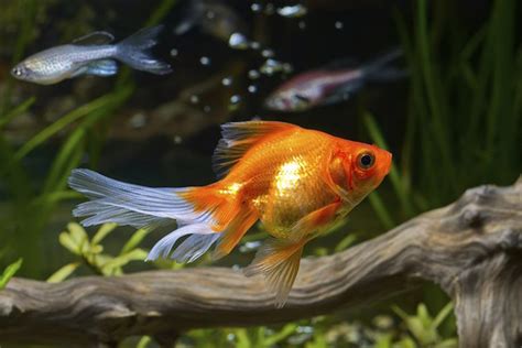 How do I know if my goldfish is happy?