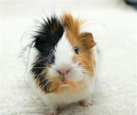 How do I know if my guinea pig is constipated?