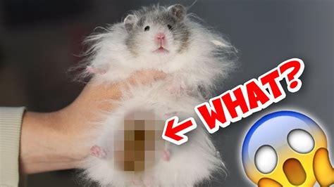 How do I know if my hamster has wet tail?