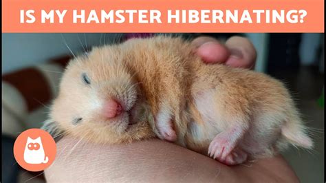 How do I know if my hamster is OK?