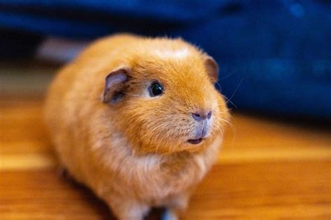 How do I know if my hamster is blind?