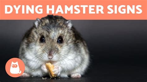 How do I know if my hamster is dying?