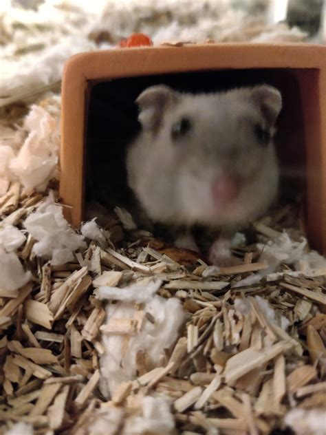 How do I know if my hamster is underweight?