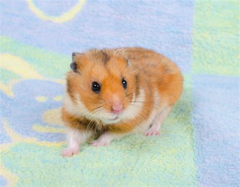 How do I know if my hamster is warm enough?