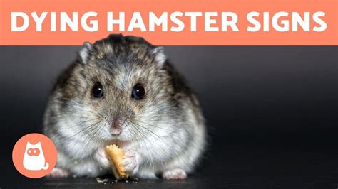 How do I know if my hamster isn't well?