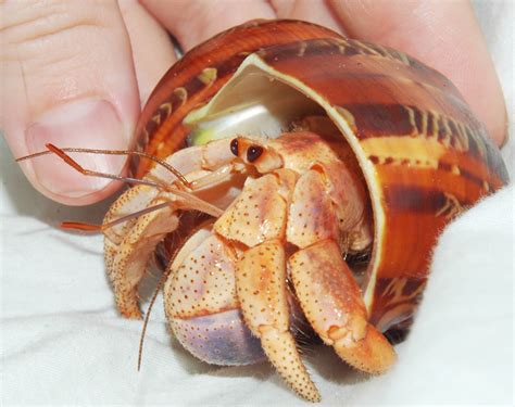 How do I know if my hermit crab is stressed?