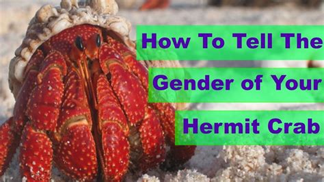 How do I know if my hermit crab likes me?