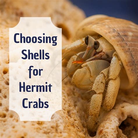 How do I know if my hermit crab needs a bigger shell?