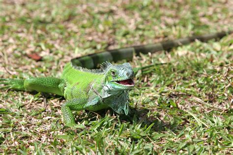 How do I know if my iguana is happy?