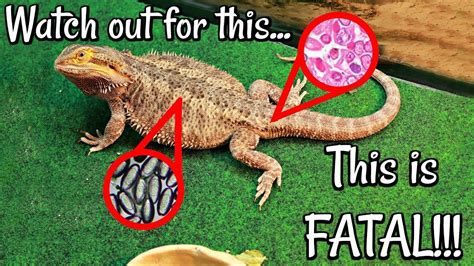 How do I know if my lizard has parasites?