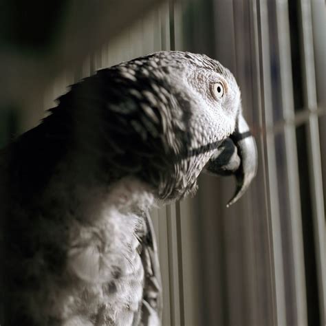 How do I know if my parrot is sad?