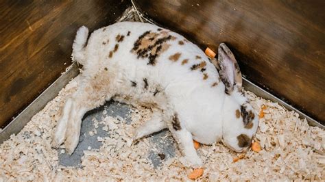 How do I know if my rabbit has a stomach ache?