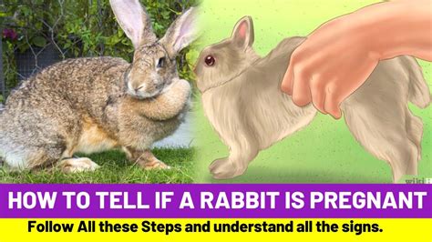 How do I know if my rabbit has a stomach problem?