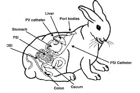 How do I know if my rabbit has an intestinal blockage?