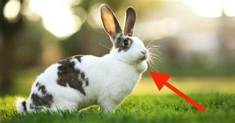 How do I know if my rabbit is bloated?