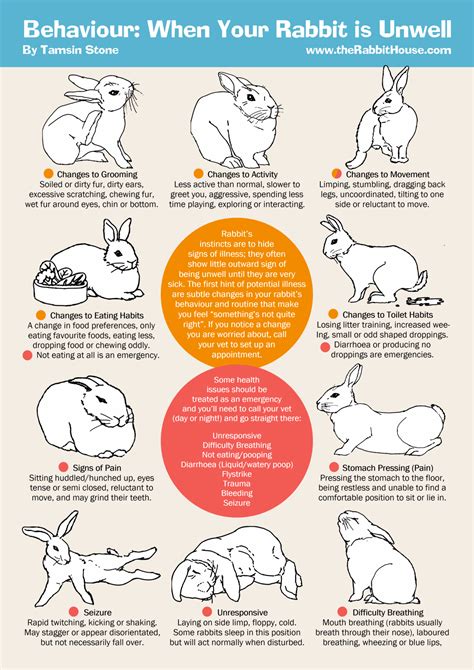 How do I know if my rabbit is starving?