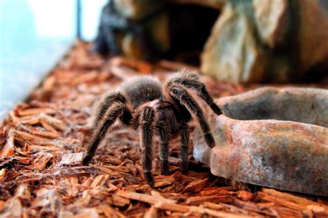 How do I know if my tarantula is happy?