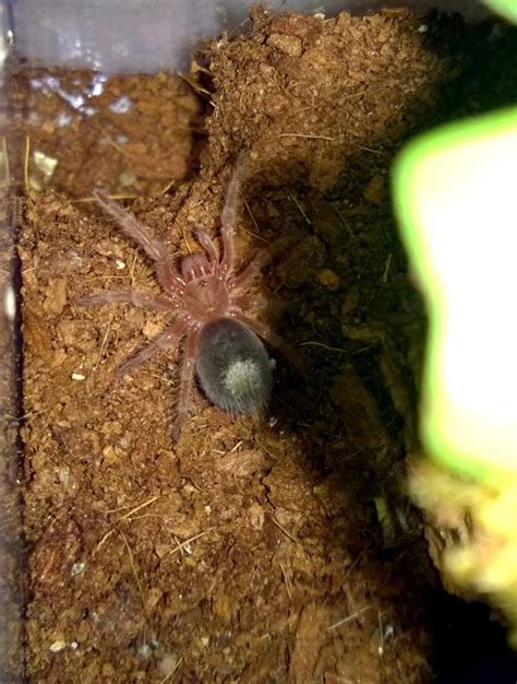 How do I know if my tarantula is in Premolt?