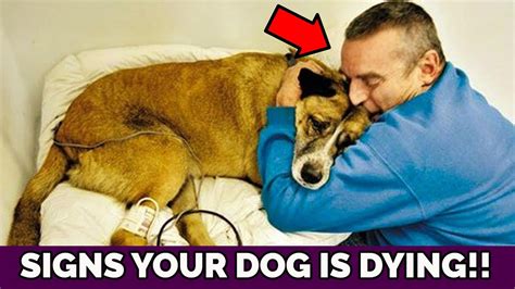 How do I know my dog is suffering?